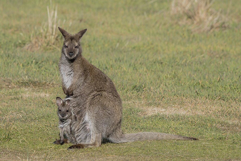 袋の中の子と母親のカンガルー