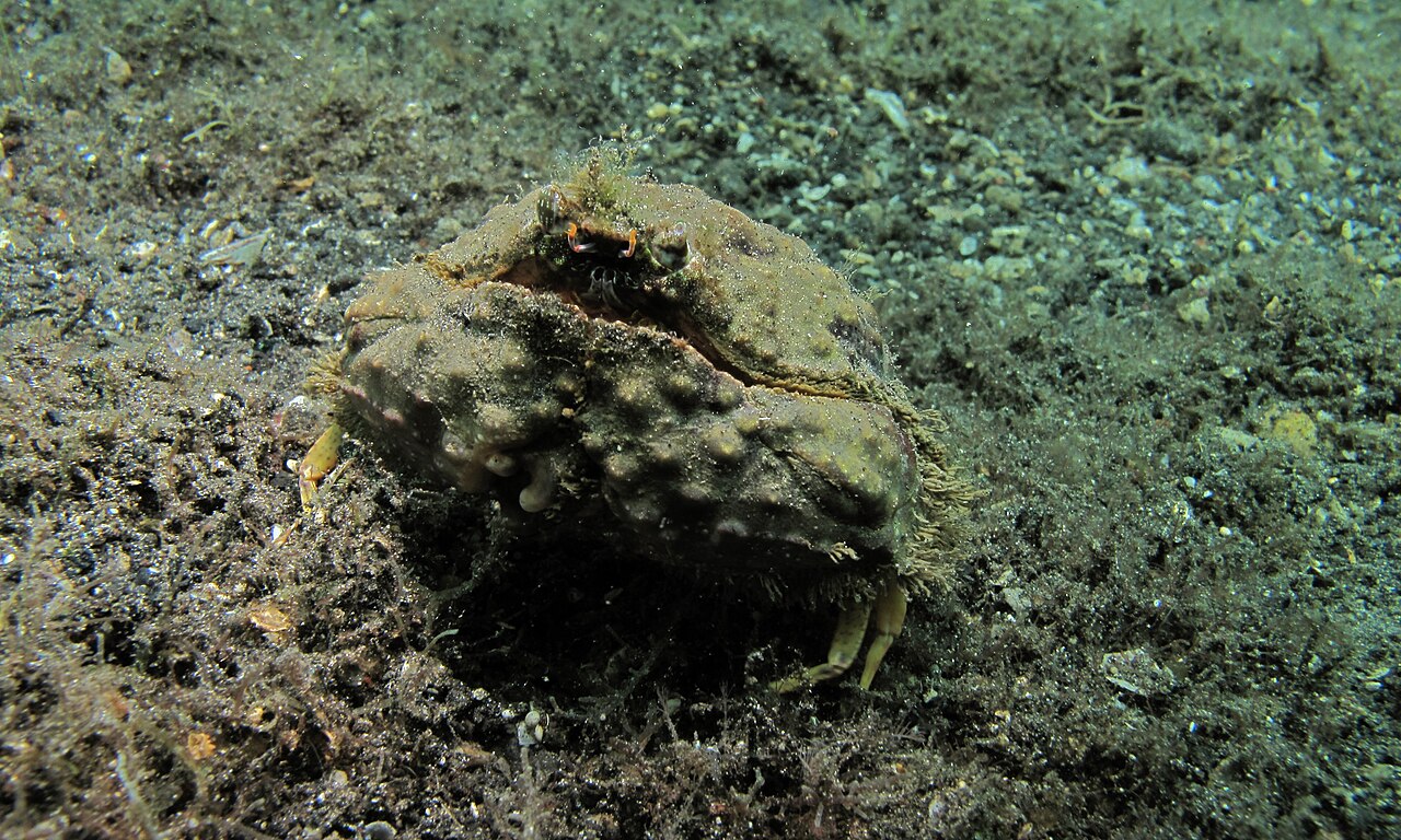 海底のカラッパの一種