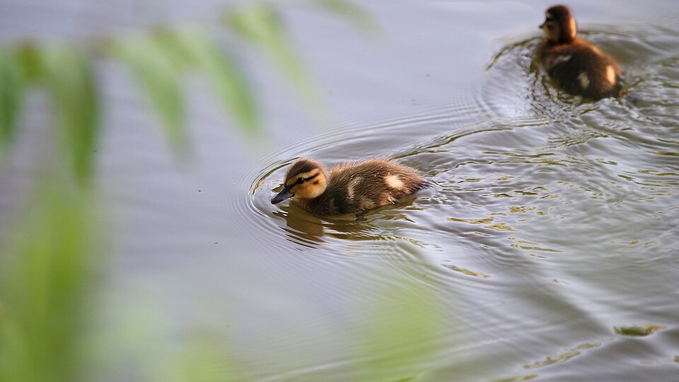 水面を泳ぐカルガモの雛