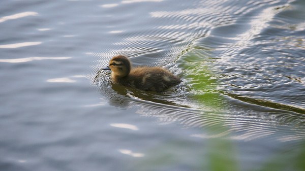Eastern spot-billed duck (Anas zonorhyncha), Japan (Juvenile).jpg