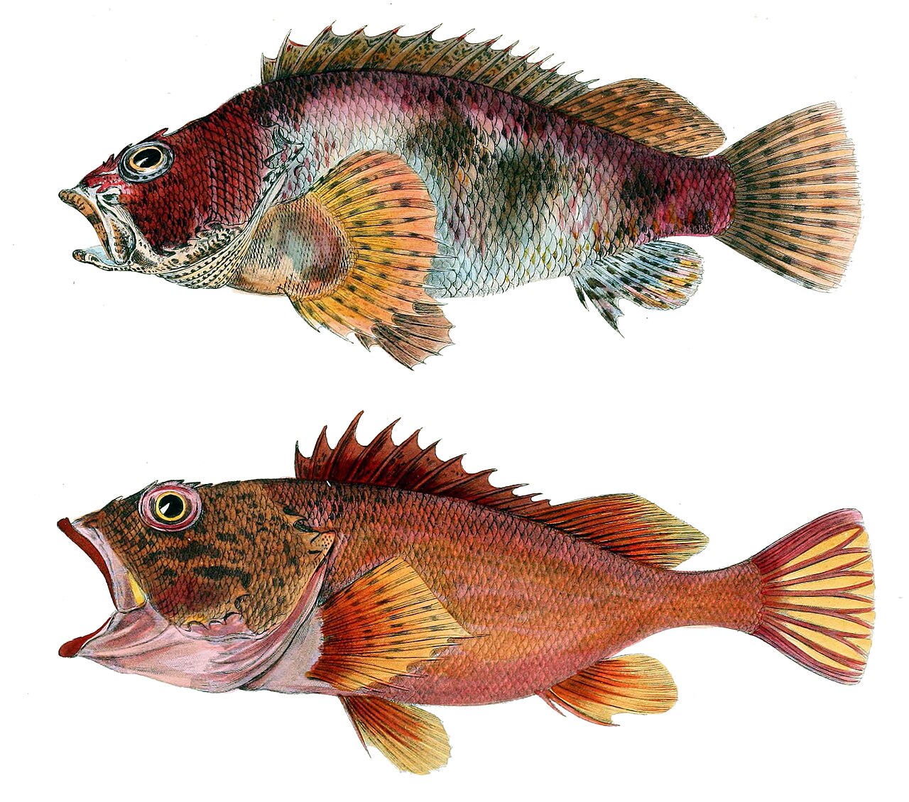 カサゴの色型を描いた古い図版（上：暗色型、下：赤褐色型）