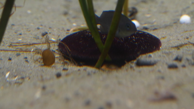 砂にひそむカシパン