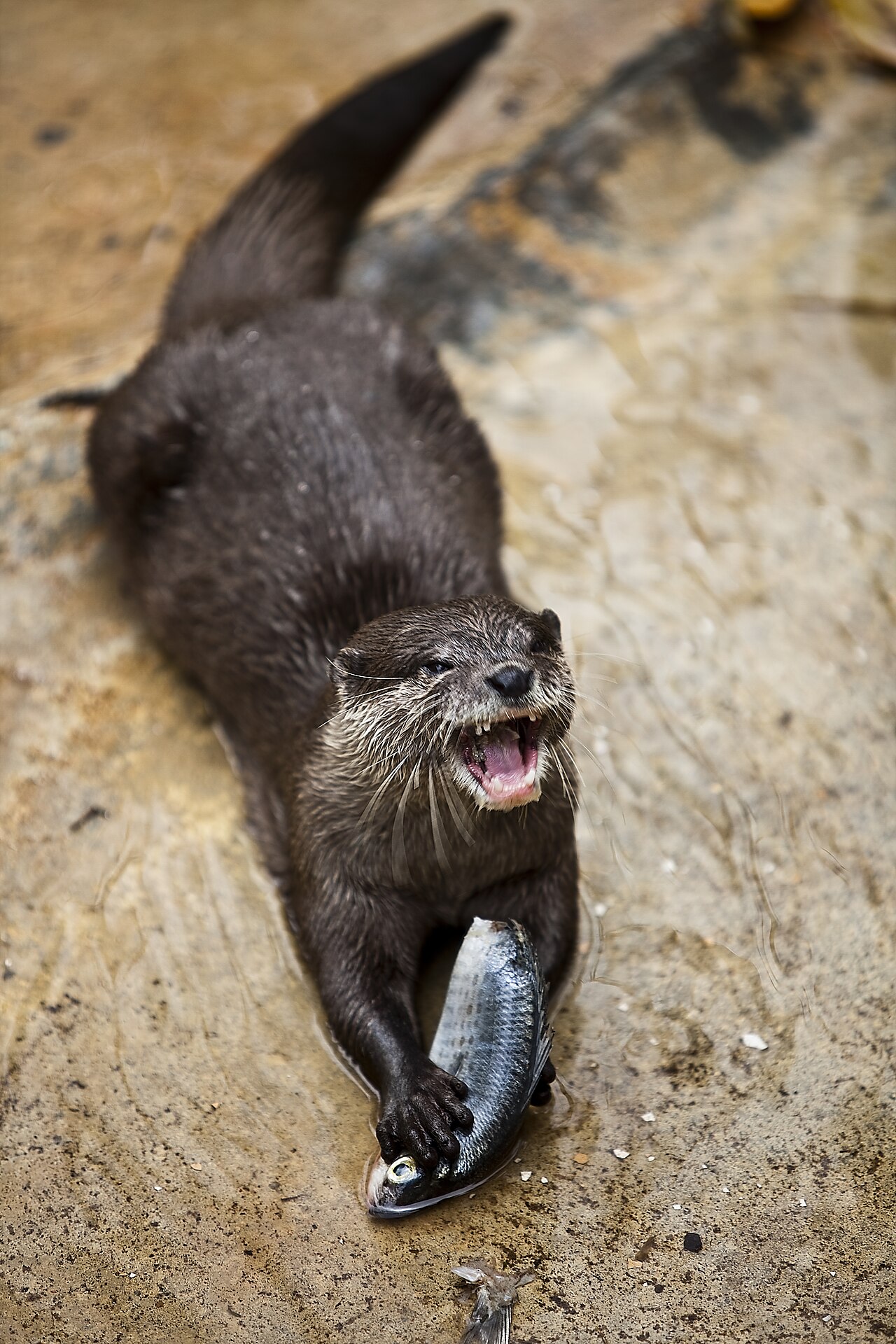魚をとらえたコツメカワウソ