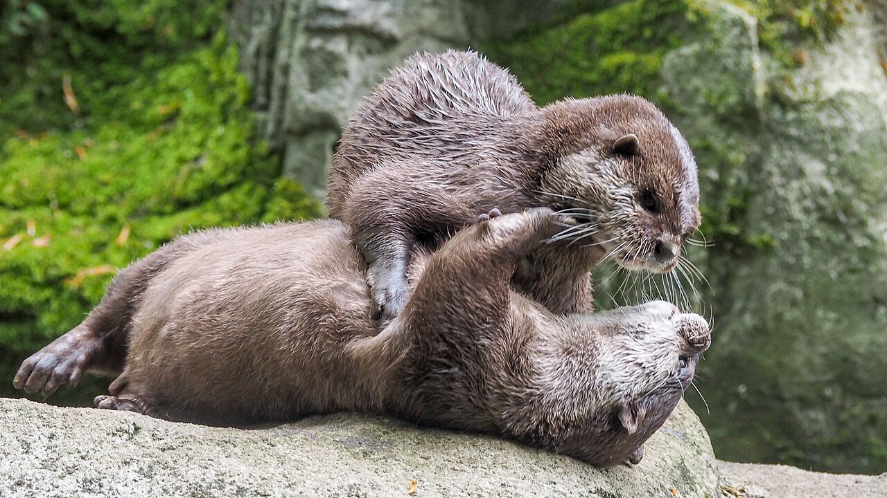 体を寄せ合う2頭のコツメカワウソ
