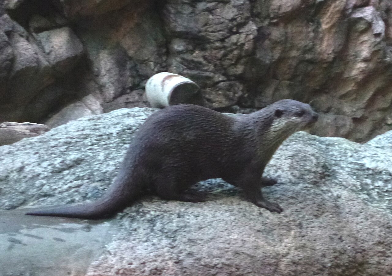 水辺の岩の上を歩くコツメカワウソ