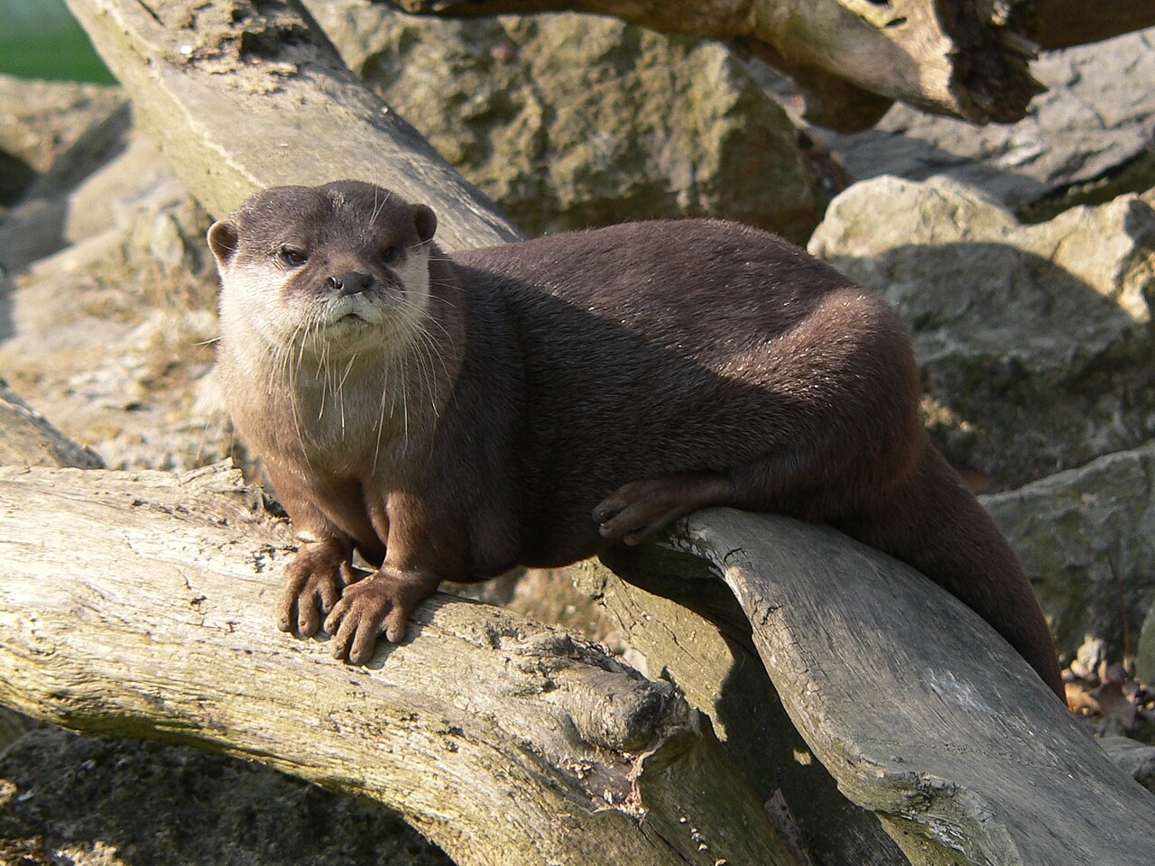 展示施設のコツメカワウソ