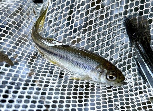 釣り上げたカワムツ・網の上