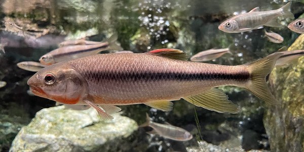 婚姻色のカワムツオス・腹が赤い