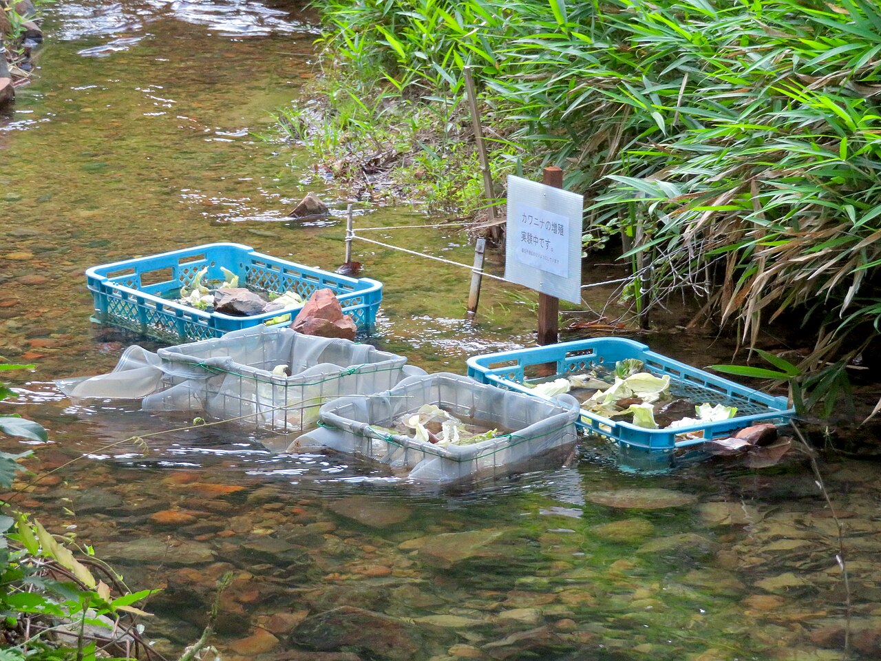 カワニナの繁殖実験・大谷川