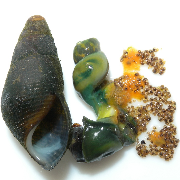 カワニナ・卵持ち個体（茹でたもの）