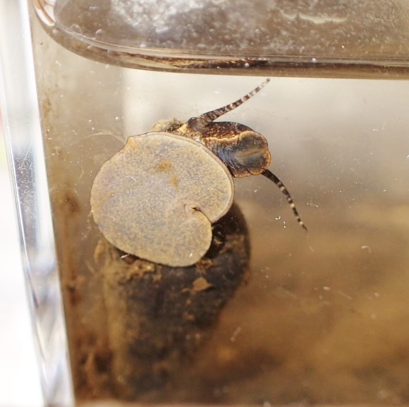 カワニナ・観察容器の中で触角を伸ばす姿