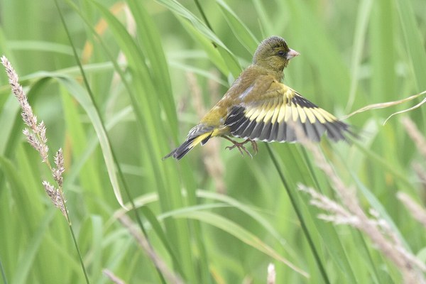 飛翔中のカワラヒワ・翼の黄斑