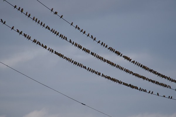 電線に集まるカワラヒワの群れ