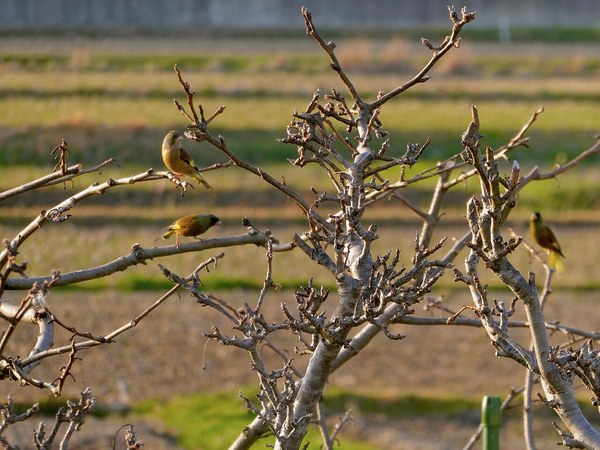 農地の木立に集まるカワラヒワ