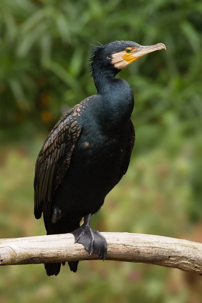 木の枝に止まる成鳥のカワウ(婚姻色)