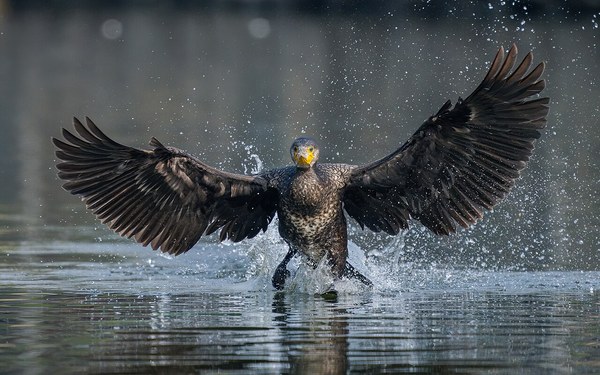 水面から翼を広げるカワウ