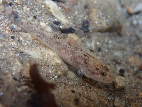 砂利底のカワヨシノボリ