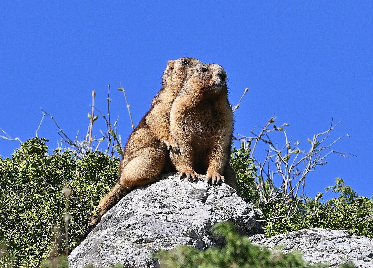 岩の上に立つ2頭のカザフスタンマーモット