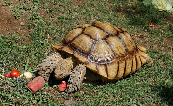 芝生で野菜を食べるケヅメリクガメ
