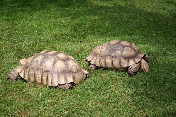 大きさの違うケヅメリクガメ2個体