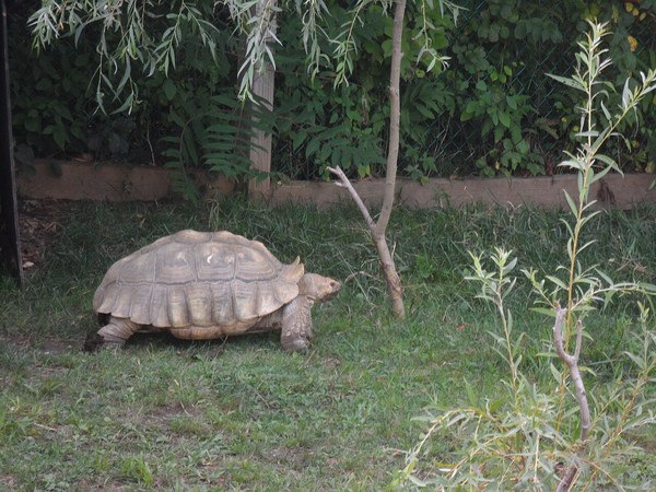 柵のある放飼場を歩くケヅメリクガメ