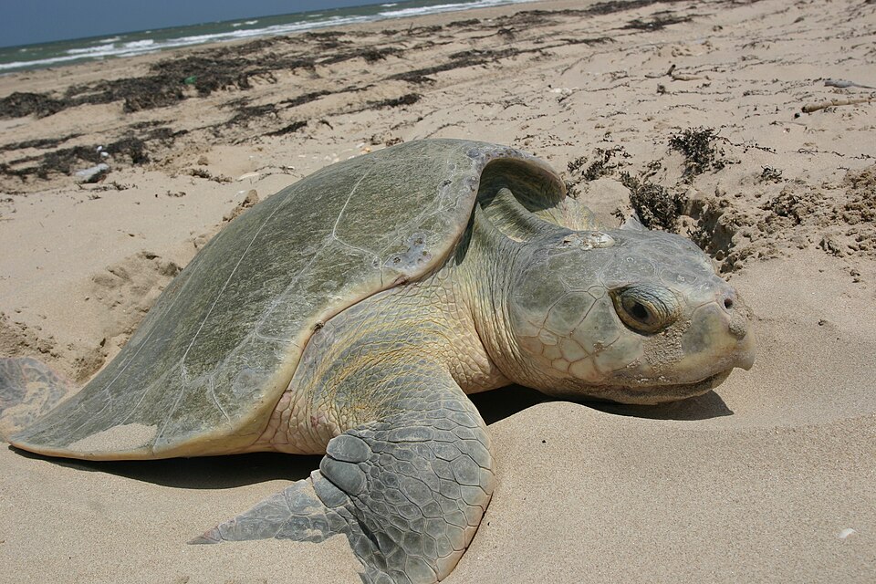 砂浜に上陸して産卵するケンプヒメウミガメ