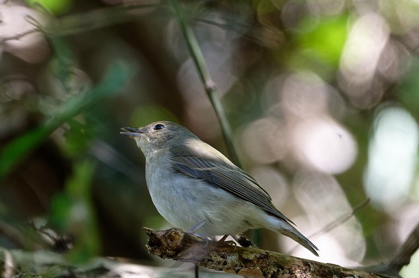 キビタキのオス(成鳥)