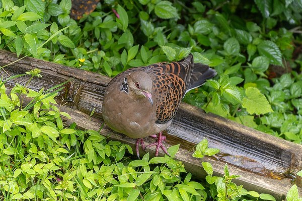 地面で餌をついばむキジバト