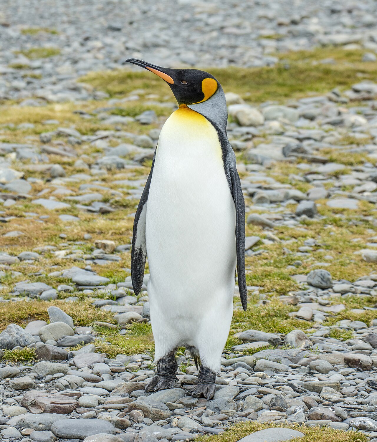 オウサマペンギンの成鳥