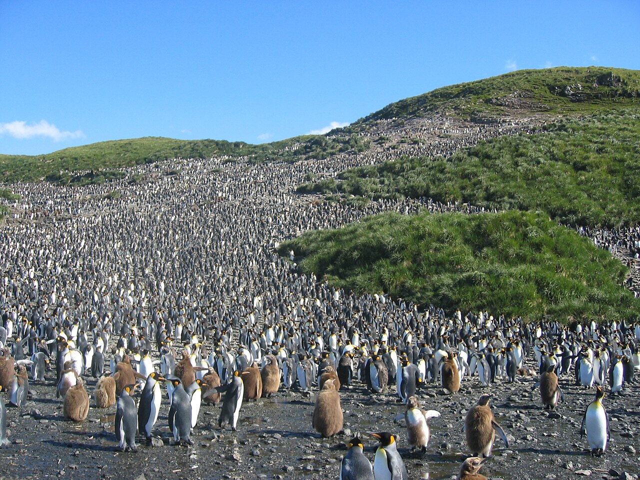 オウサマペンギンの大コロニー