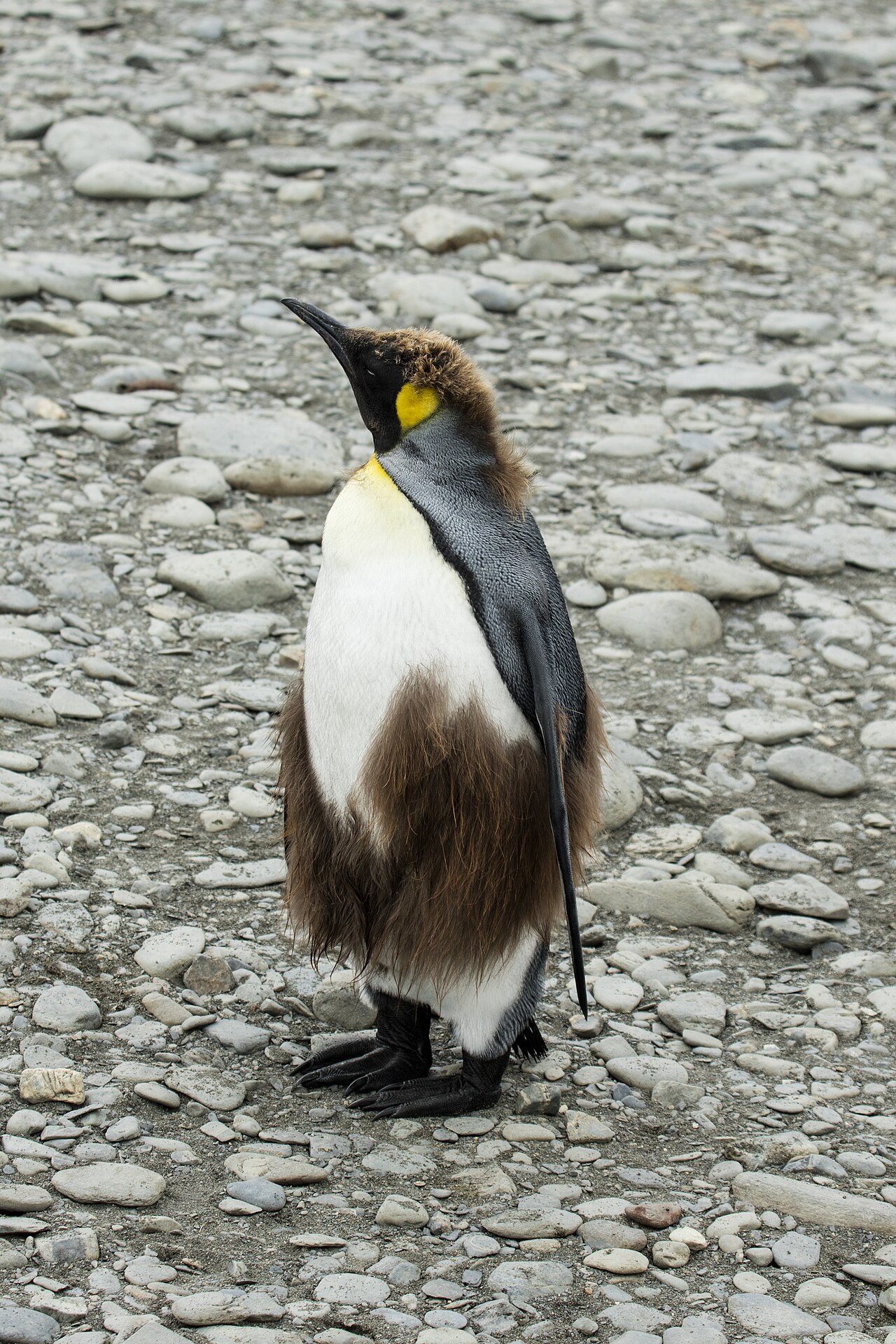 茶色い綿毛が残るオウサマペンギンの若鳥
