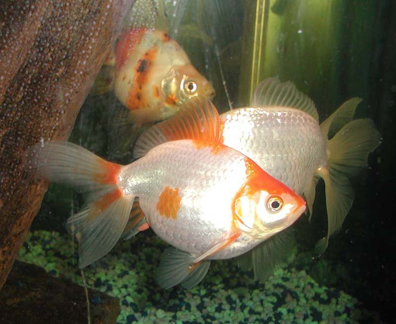 赤と白の更紗模様の丸手の金魚
