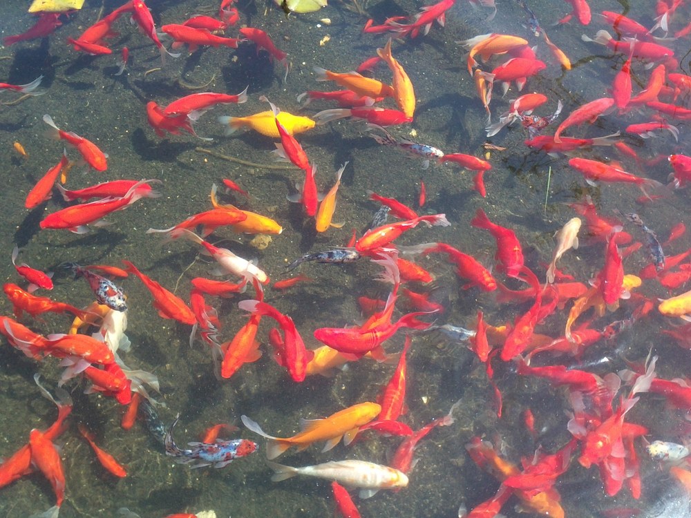 屋外の池で群れて泳ぐ色とりどりの金魚