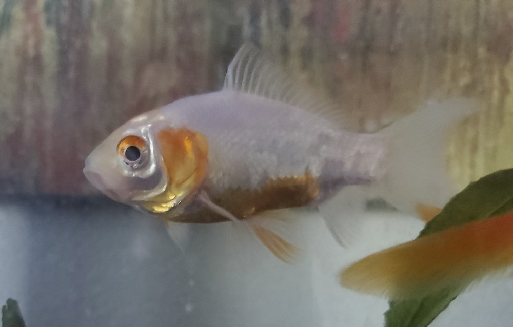 赤みが抜けて白くなった金魚