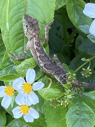 葉の上のキノボリトカゲ