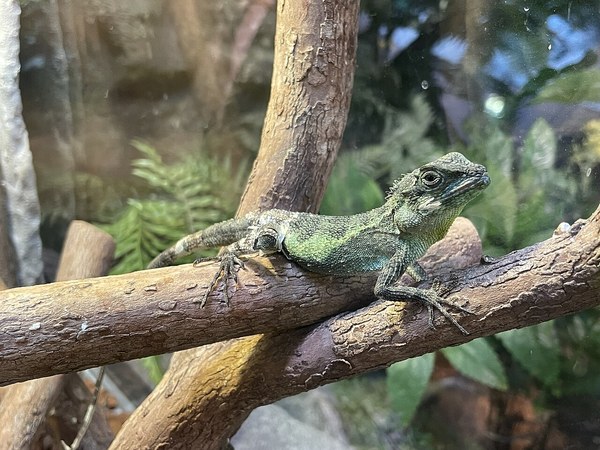 緑色の枝に止まるオキナワキノボリトカゲ