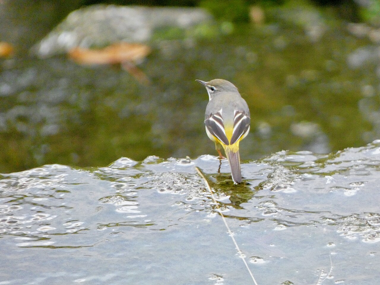 キセキレイの成鳥・川辺の姿