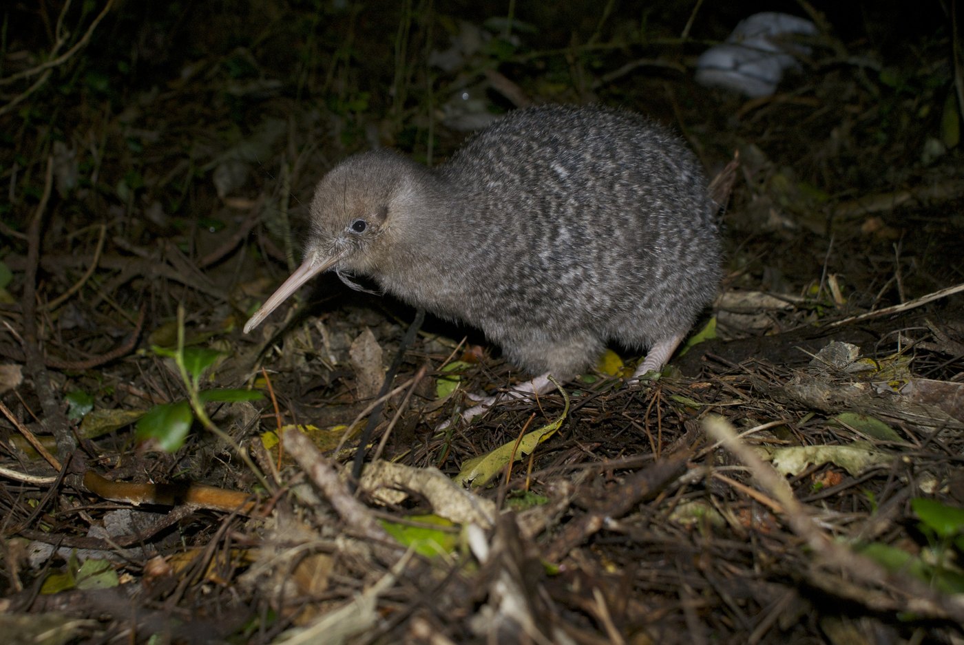 コビトキーウィ