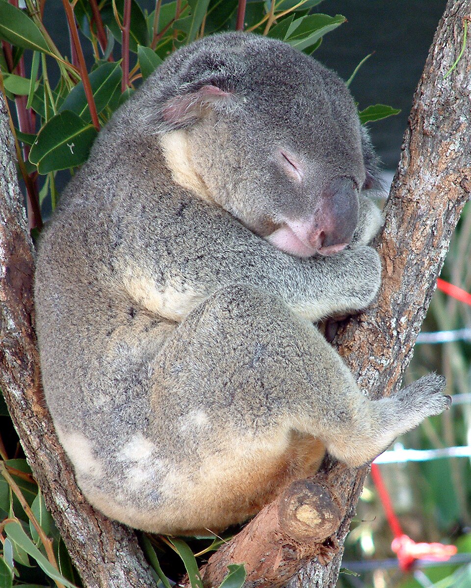 木の上で眠るコアラ