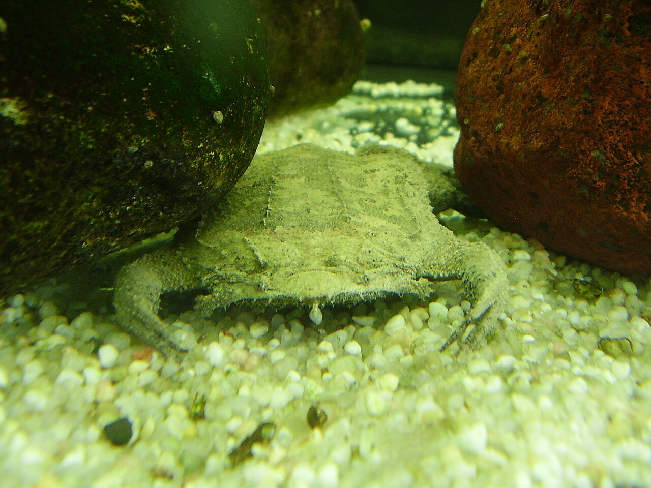 水底の砂利にとけ込むコモリガエル