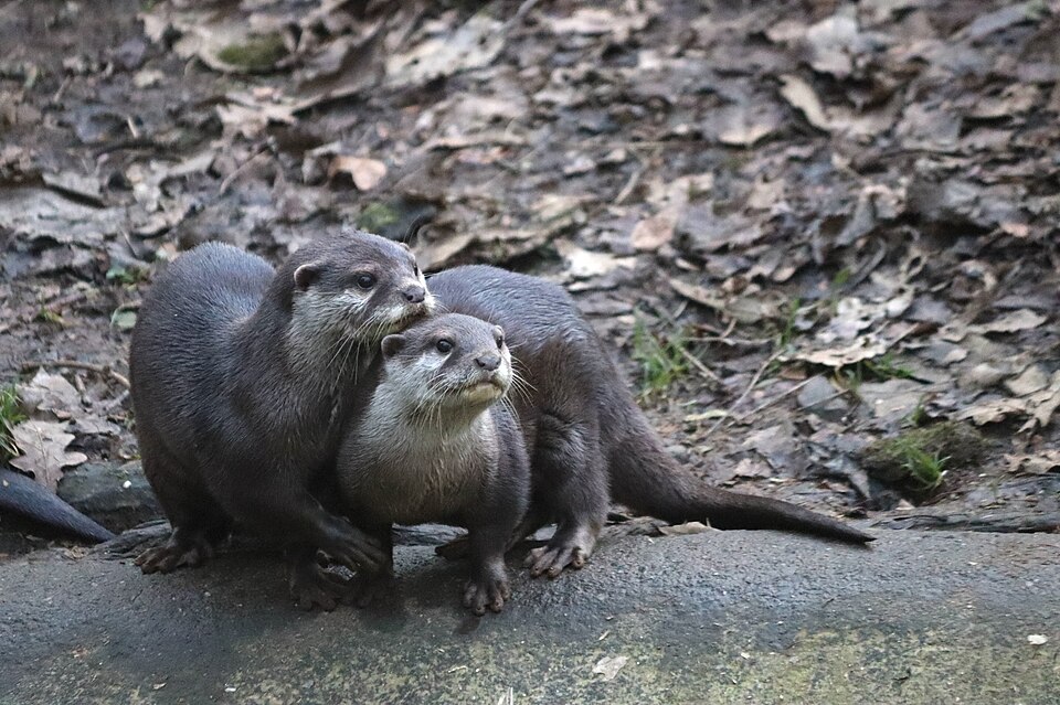 コツメカワウソの親子