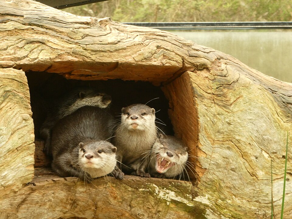群れで過ごすコツメカワウソ