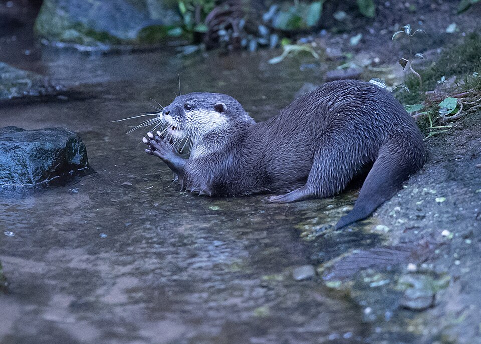 前足を使うコツメカワウソ
