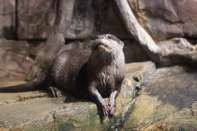 コツメカワウソの全身