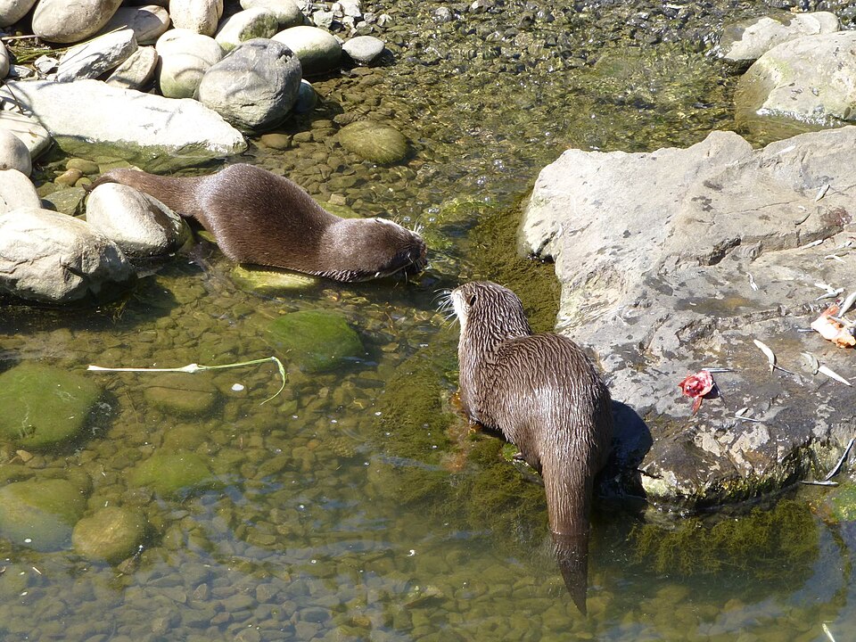 泳ぐコツメカワウソ