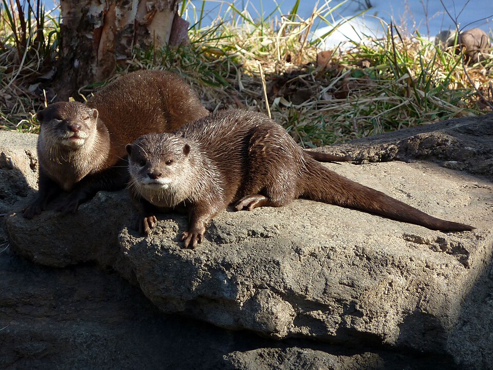 水辺のコツメカワウソ