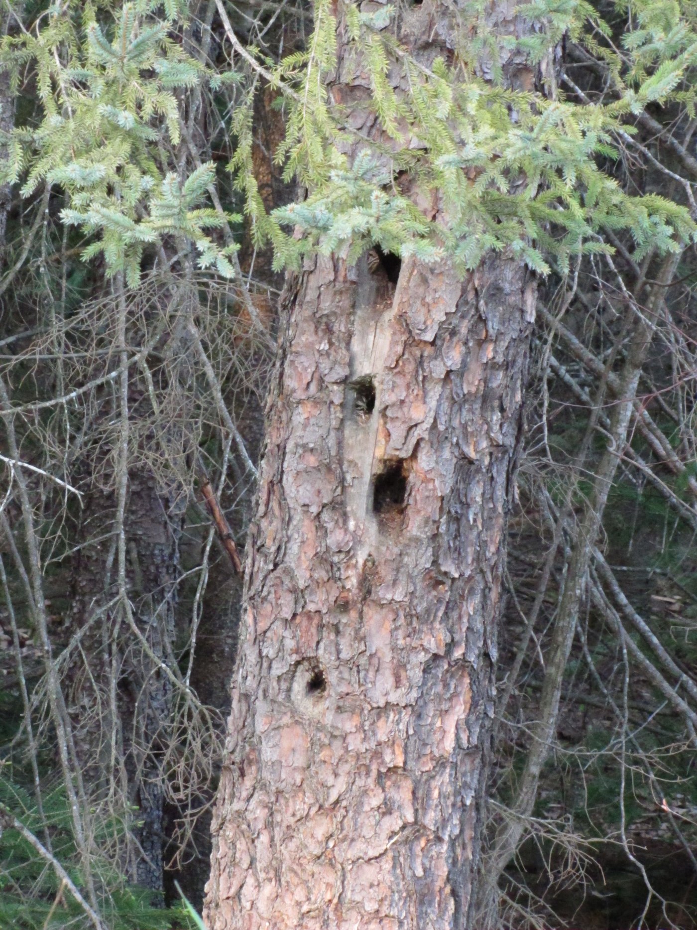 キツツキが掘った木の穴