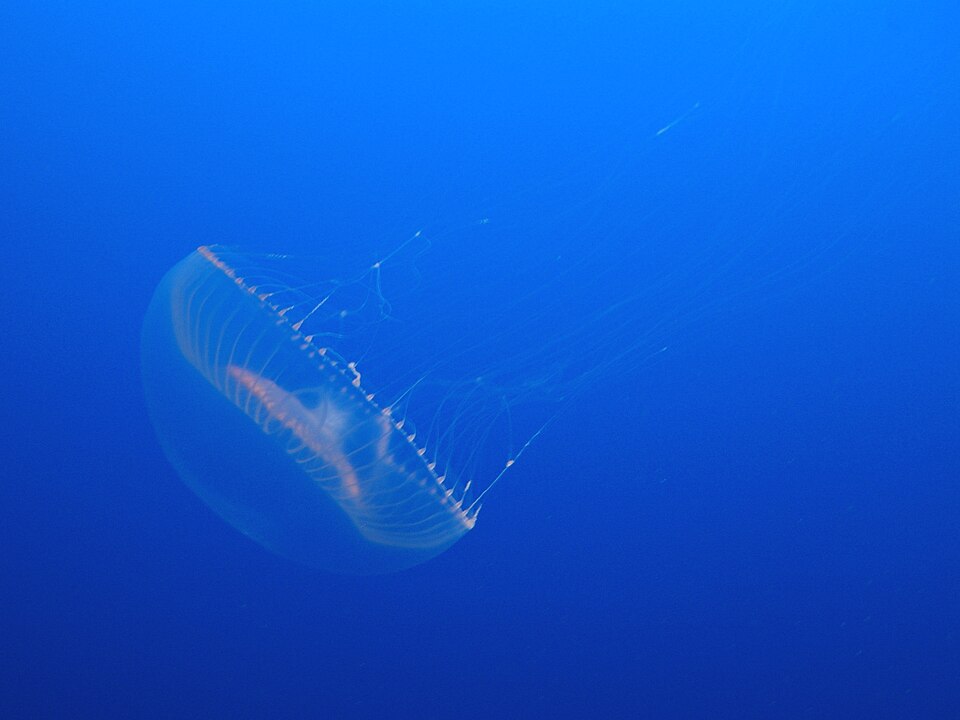 透明な傘のオワンクラゲ