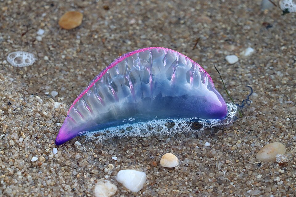 砂浜に打ち上げられたカツオノエボシ