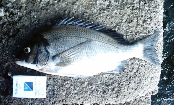 堤防で釣れたクロダイ